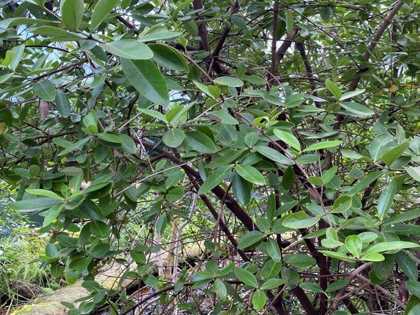 De zwarte mangrove in Burgers’ Mangrove