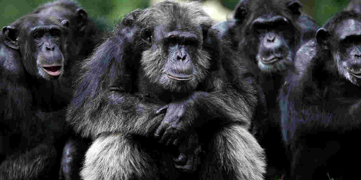 Cultuur bij chimpansees: in Congo en in Arnhem