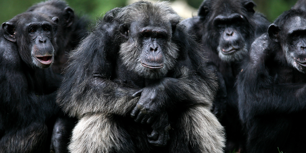 Cultuur bij chimpansees: in Congo en in Arnhem