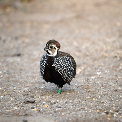Over de voortplanting