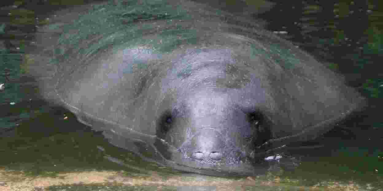 Burgers’ Dierenpark 90 jaar