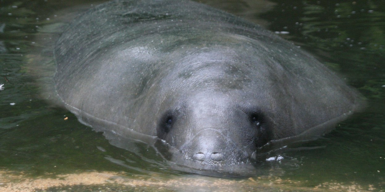 Burgers’ Dierenpark 90 jaar