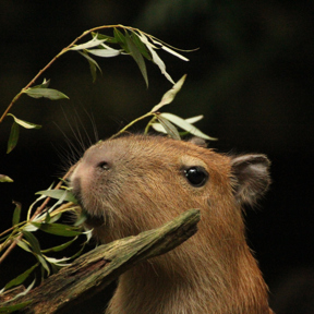 Capybara