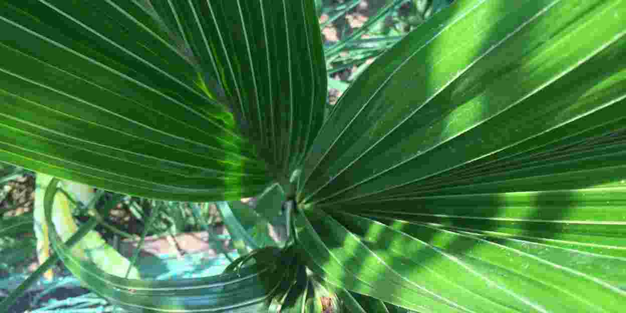 De kokospalm, een gevaarlijke plant!