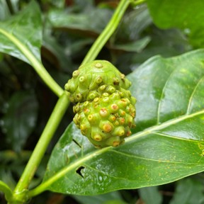 Noni