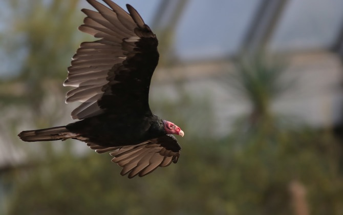 Stephen verzorgt kalkoengieren