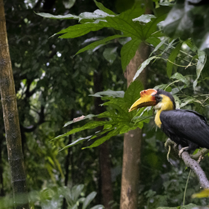 Drie geribbelde neushoornvogels in de Bush!