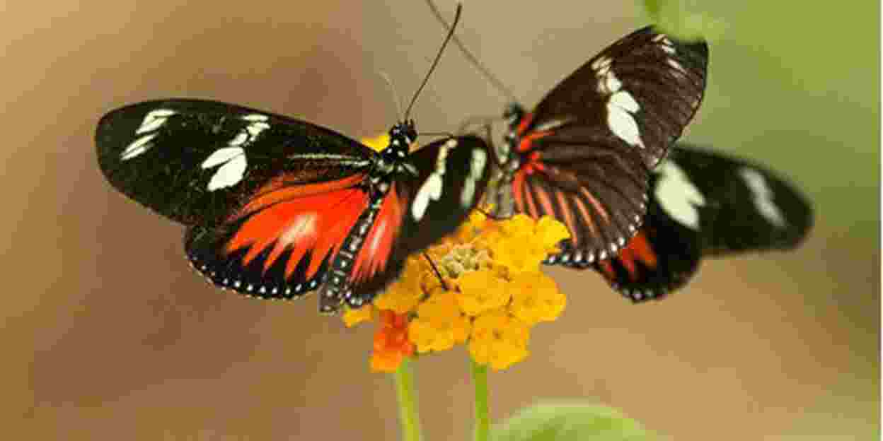 Welke vlinders leven in Burgers' Mangrove? 