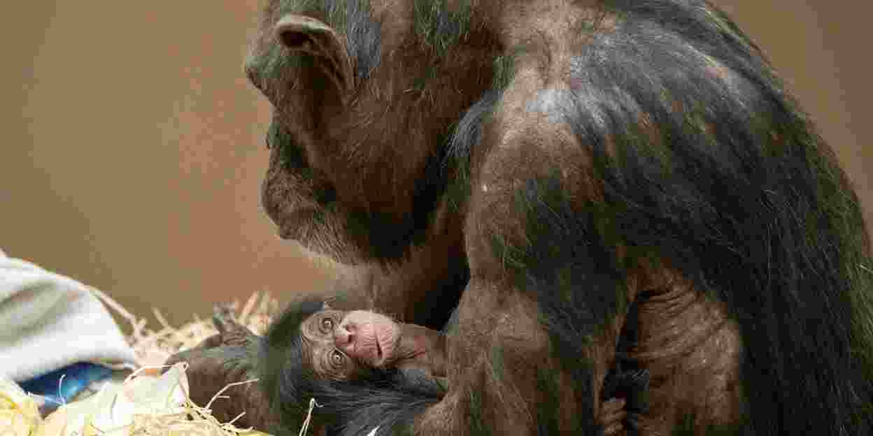 Razendsnel nageslacht voor Deense chimpansee 