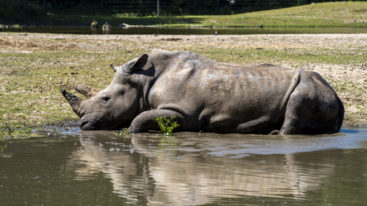 Burgers' Zoo opent anderhalf uur eerder vanwege hitte