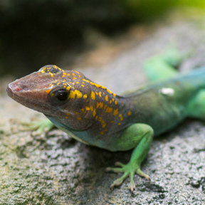 Marmeranolis