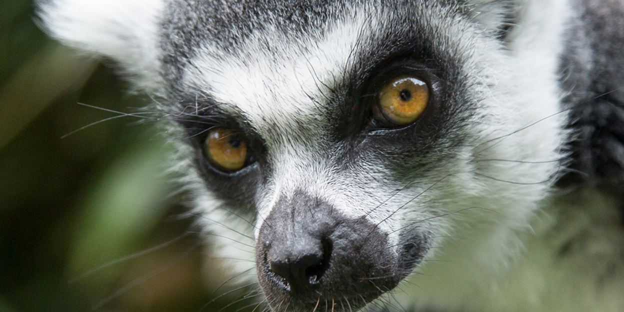 Maki's openen nieuwe verblijven in Burgers' Zoo
