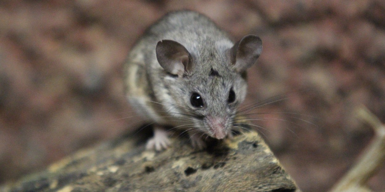 Ruilratten omgeruild