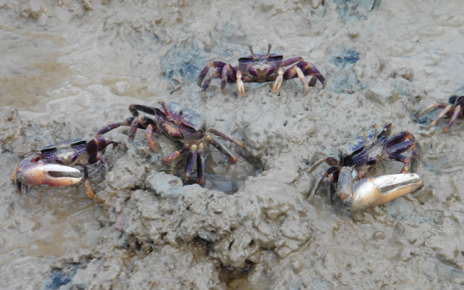 Een dagelijkse soap op het slijkvlak!
