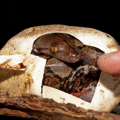 Netpython