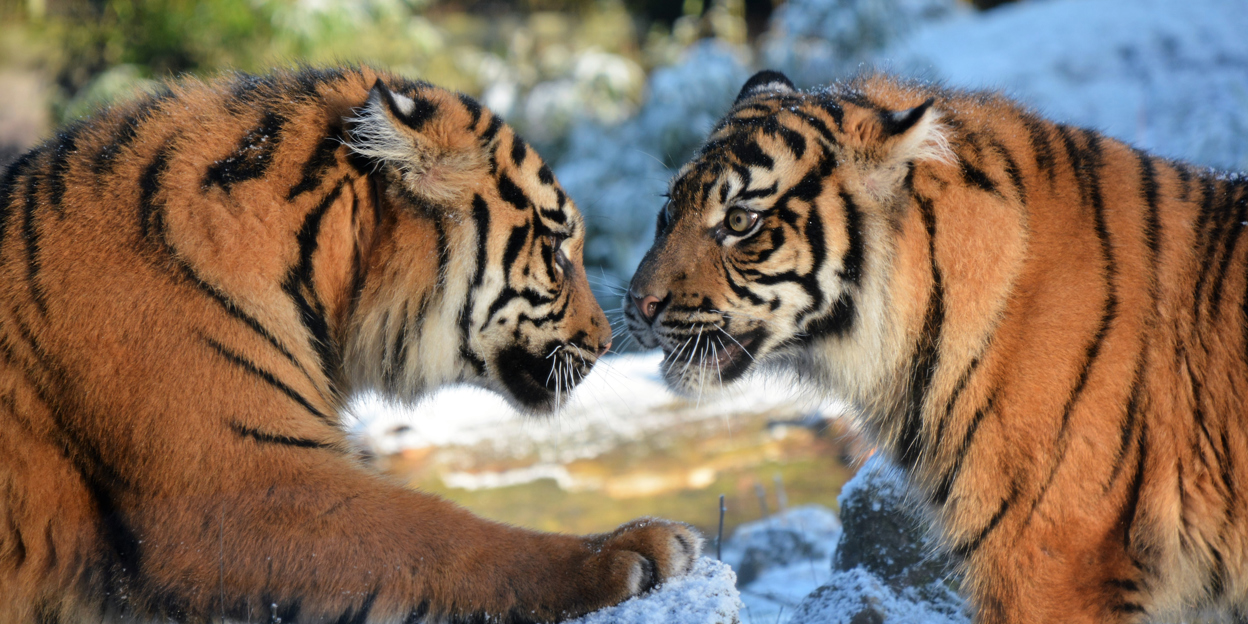 Danielle de Wit: "Voor fotografen is Burgers' Zoo ideaal, je waant je echt in de natuur"
