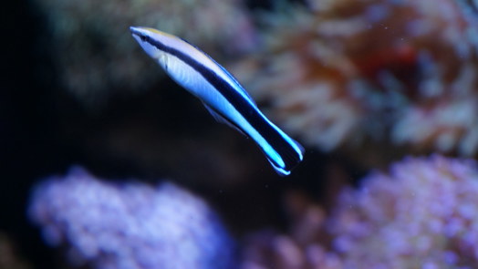 Symbiose: poetslipvis en gastheer