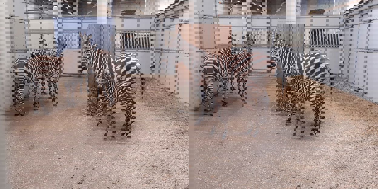 Bijzonder! Zebra bevalt overdag van kerngezond jong