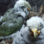 Lees meer over: Kea