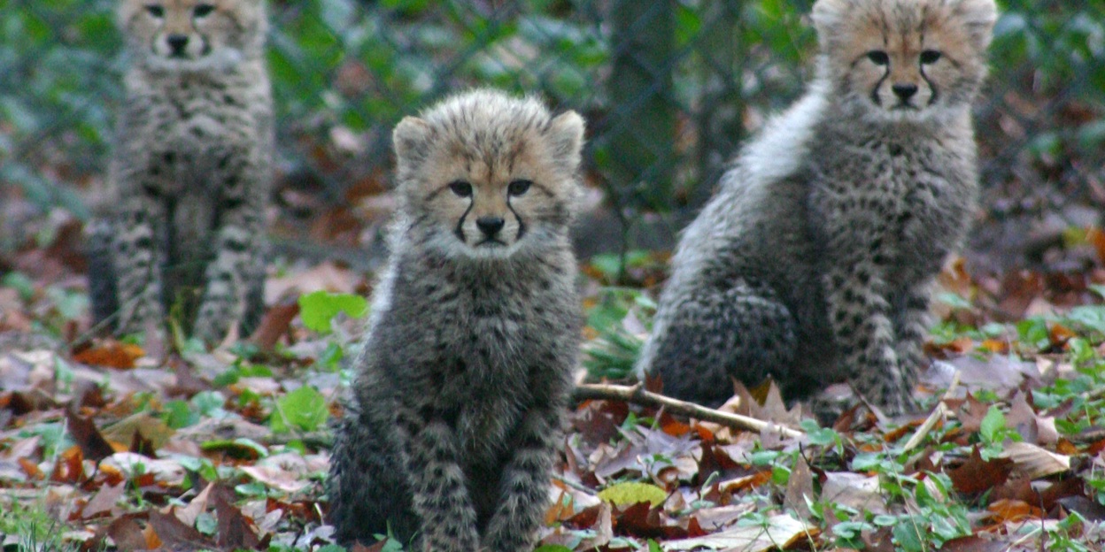 Natuurbehoud: Burgers’ Zoo en de GlobeGuards