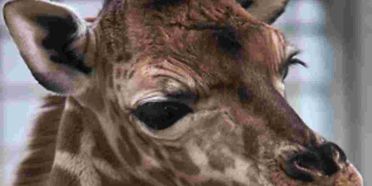 Rothschild-giraffe geboren