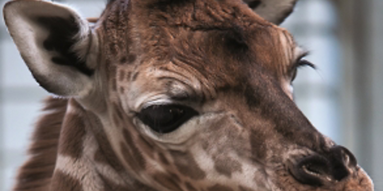 Rothschild-giraffe geboren