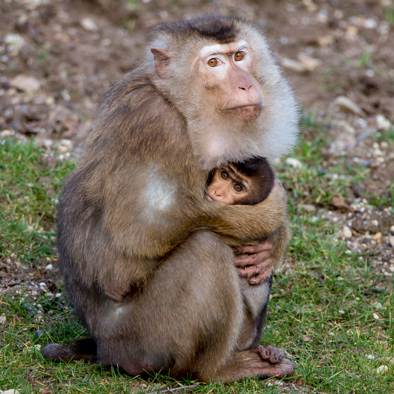 Over de voortplanting