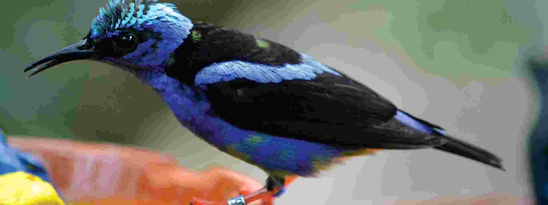 Blauwe suikervogel