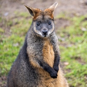 Moeraswallaby
