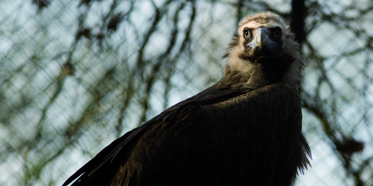 Is it a plane, is it superman? No, it’s one of our black vultures!