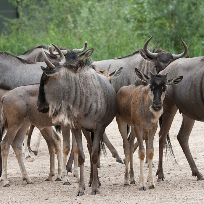 Onze oostelijke witbaardgnoes blijken wél te migreren