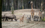 Jonge giraffen ontmoeten zebra's en neushoorns