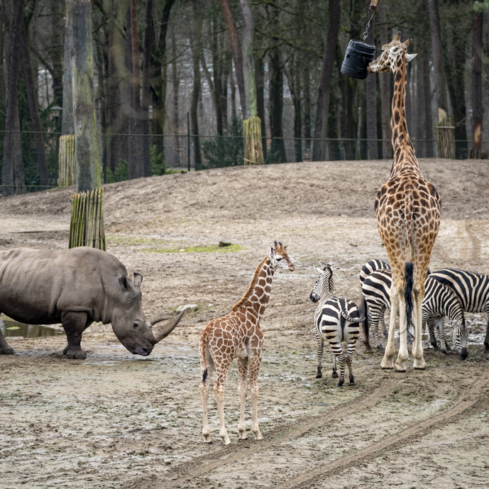 Jonge giraffen ontmoeten zebra's en neushoorns
