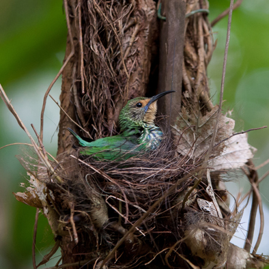 Over de voortplanting