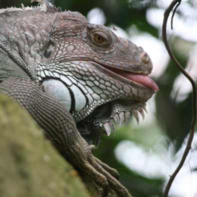 Bedreiging en bescherming