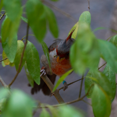 Over de voortplanting
