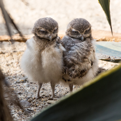 Over de voortplanting