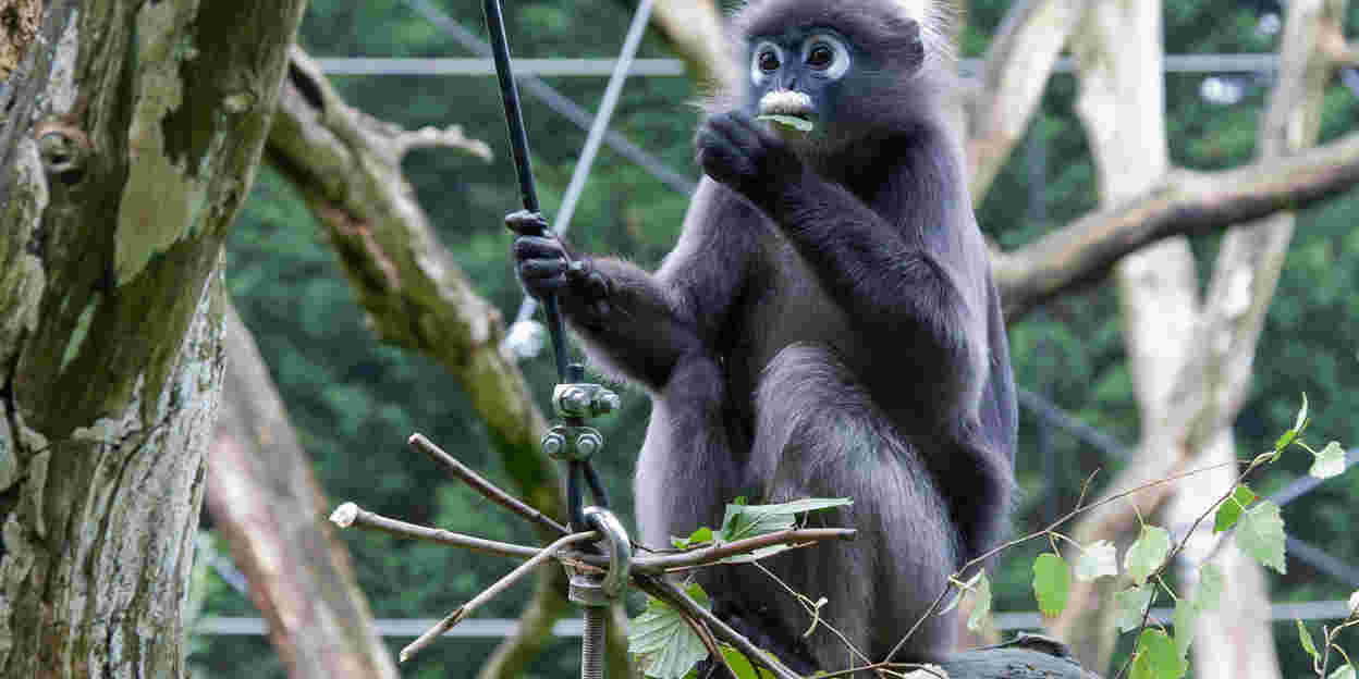 Werelddierendag in Burgers’ Zoo