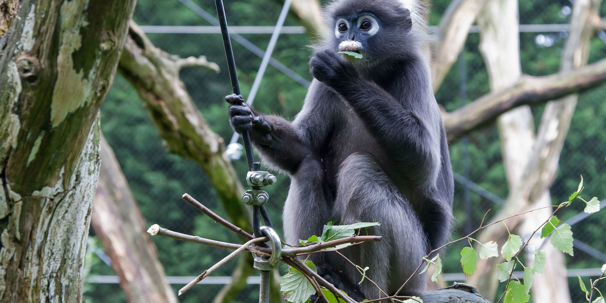 Werelddierendag in Burgers’ Zoo