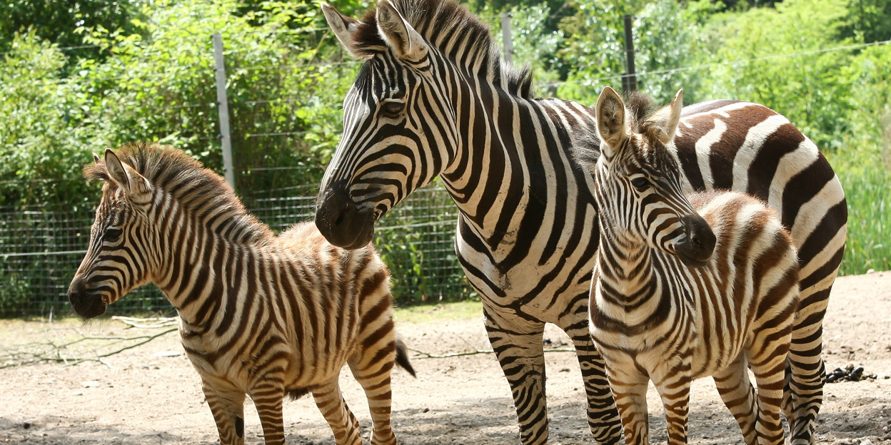 Pasgeboren zebra ontdekt overige savannebewoners