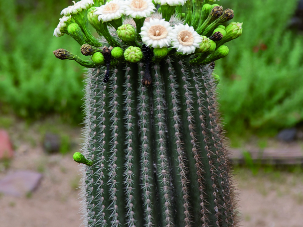 Bijzondere aanpassing aan de leefomgeving