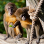 Lees meer over: Goudbuikmangabey