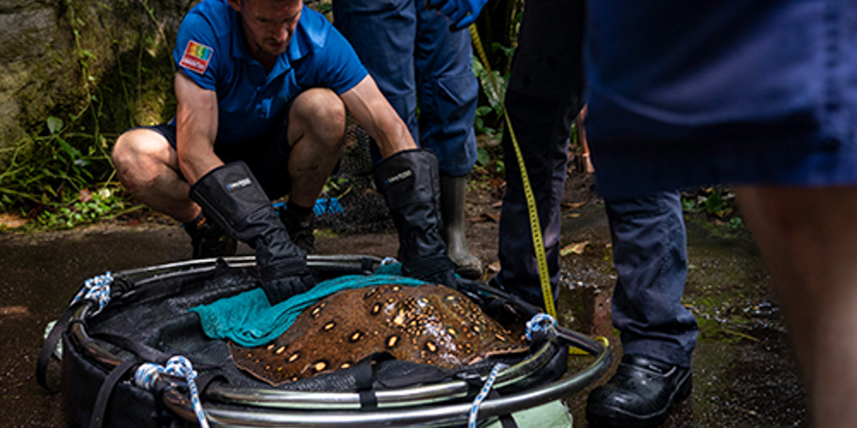 Dierverzorgers wegen en meten pauwoogzoetwaterroggen 