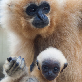 Goudwanggibbon