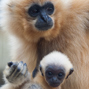 Lees meer over: Goudwanggibbon