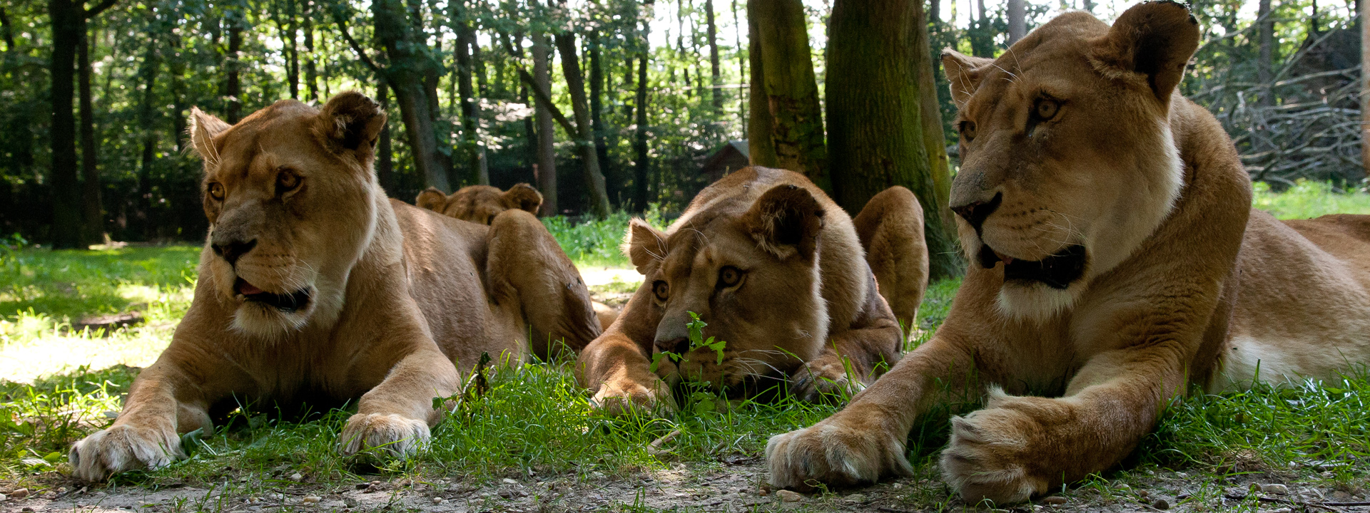 De Leeuwenkuil Burgers Zoo In Arnhem