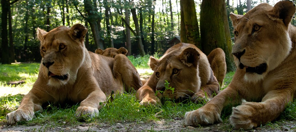 Tientallen West Bloemlezing De Leeuwenkuil | Burgers' Zoo in Arnhem