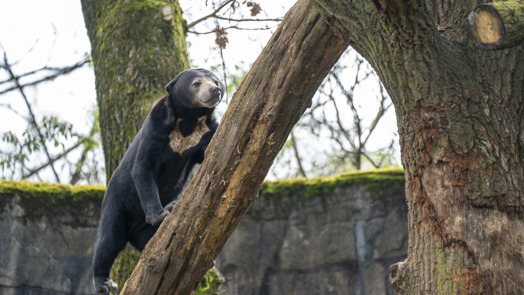 Maleise beren zijn trouwe klant bij de groentenboer