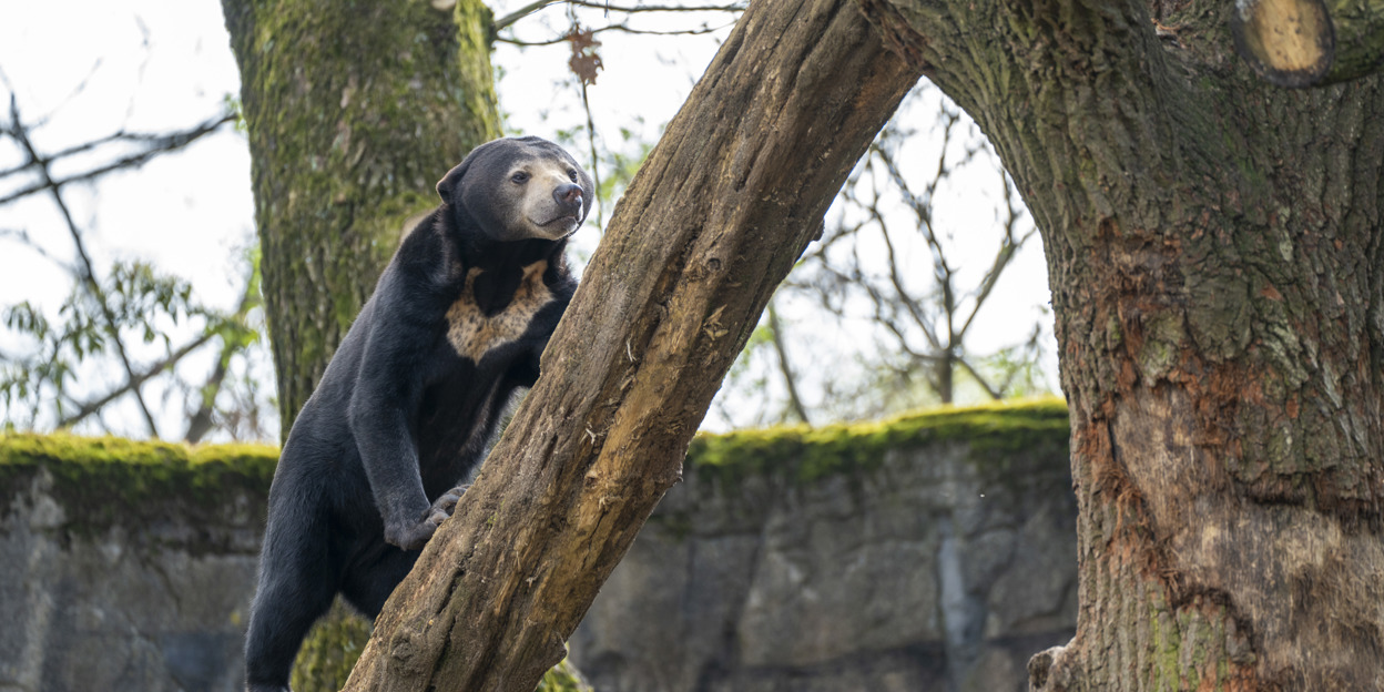 Maleise beren zijn trouwe klant bij de groentenboer