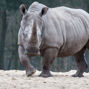 Lees meer over: Breedlipneushoorn
